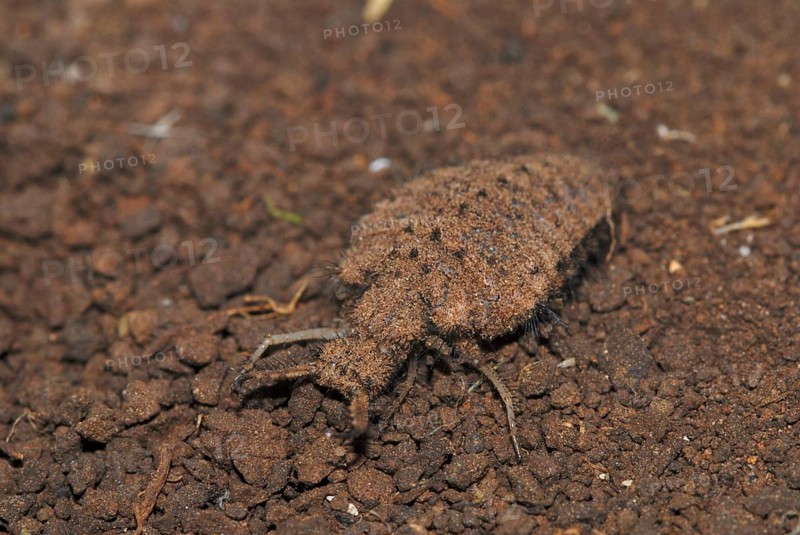 Ant lion