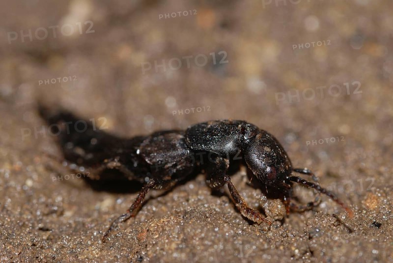 Short-winged