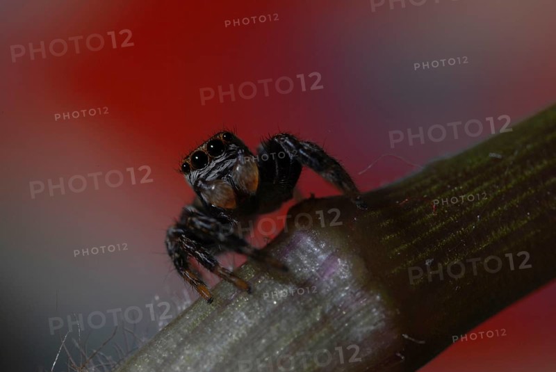 Jumping spider