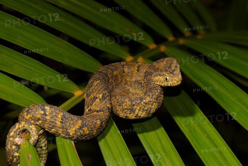 Usambara bush viper