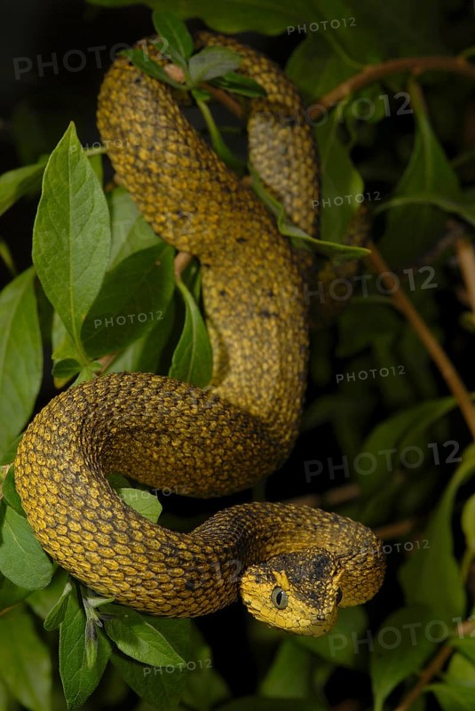 Usambara bush viper