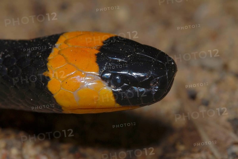 North American Coral Snake