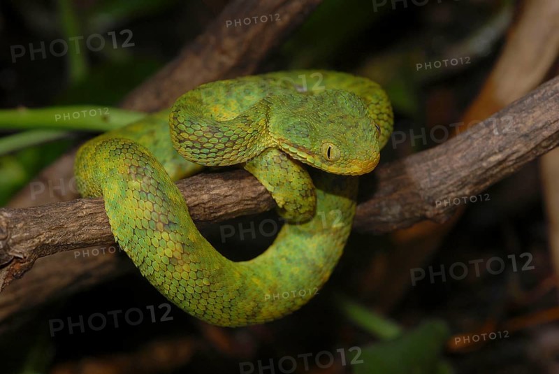 West African Bush Viper