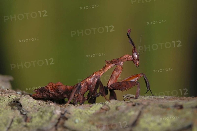 Ghost Mantis