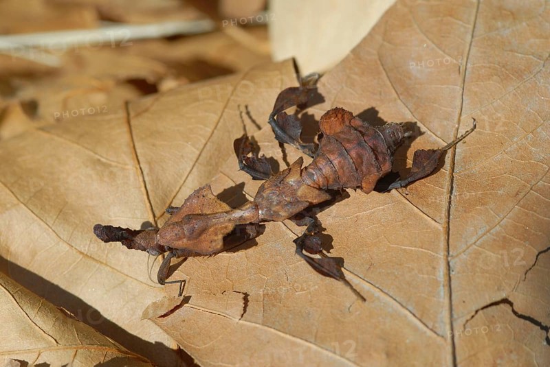 Ghost Mantis