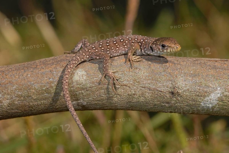 Young pearl lizard