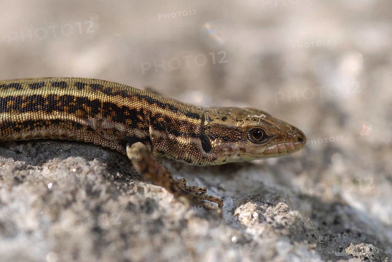 Iberian wall lizard
