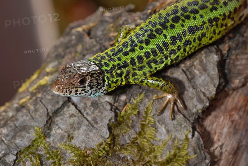 Writer's lizard
