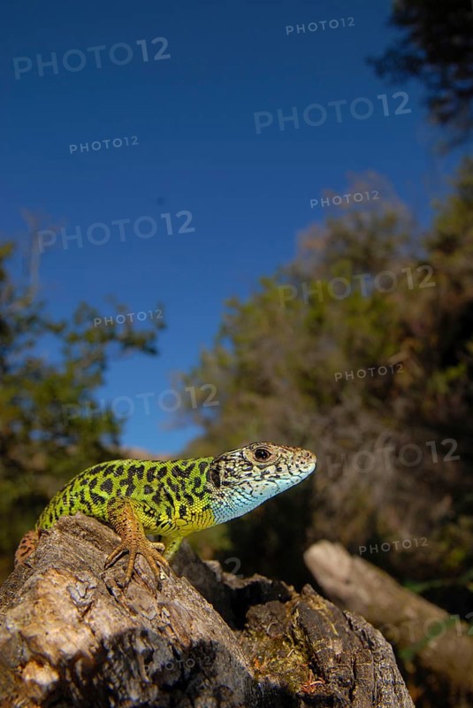 Writer's lizard