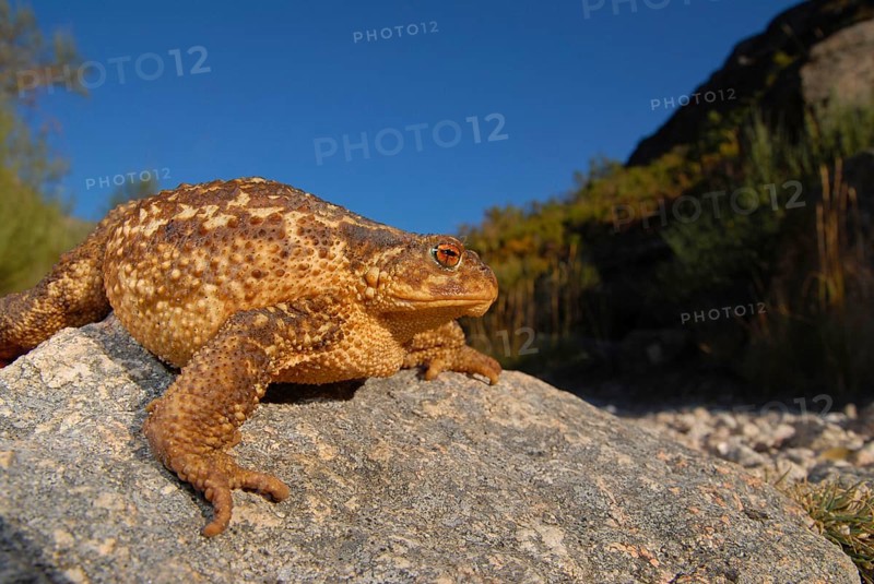 Mediterranean croet