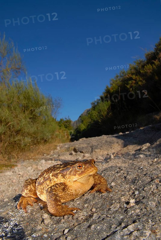 Mediterranean croet