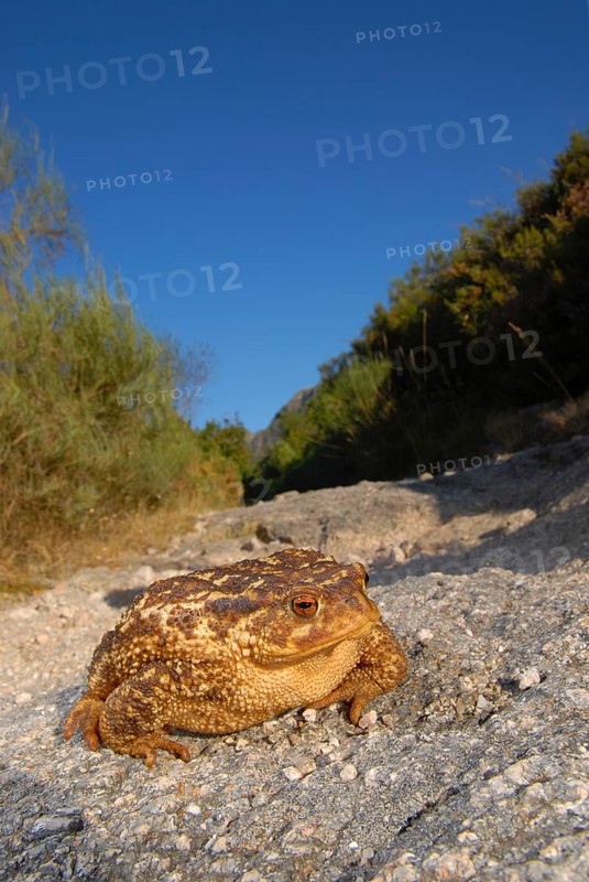 Mediterranean croet