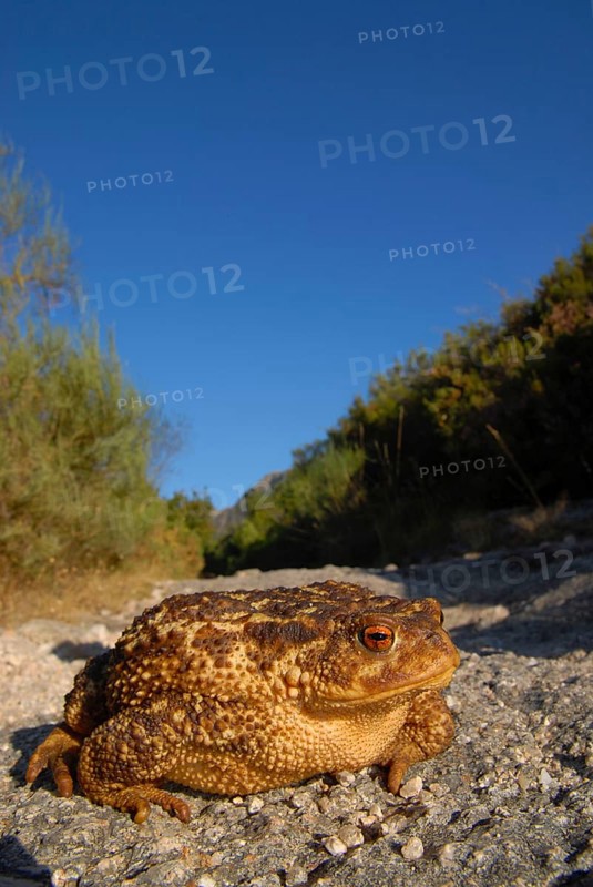 Mediterranean croet