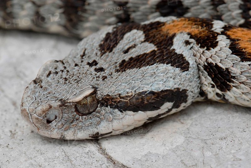 Wagner's mountain viper