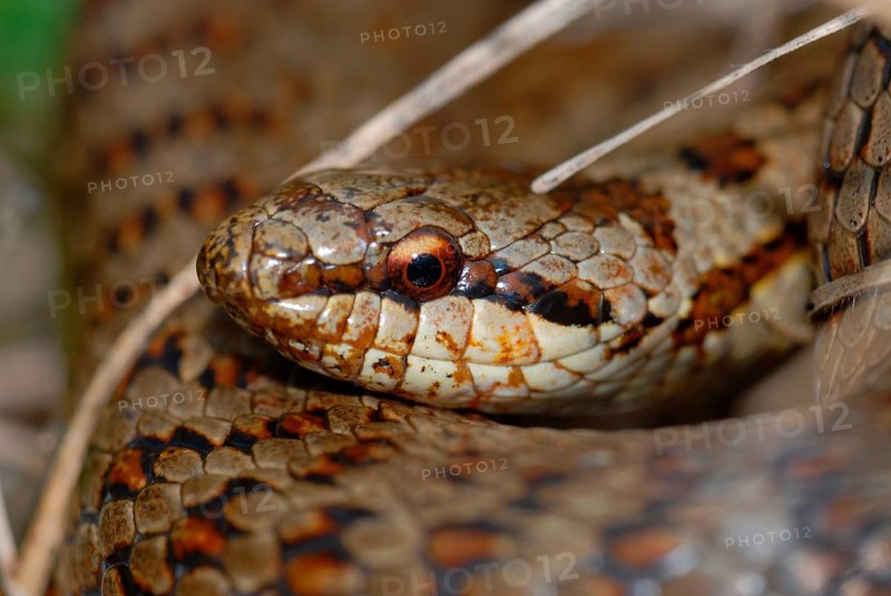Smooth snake