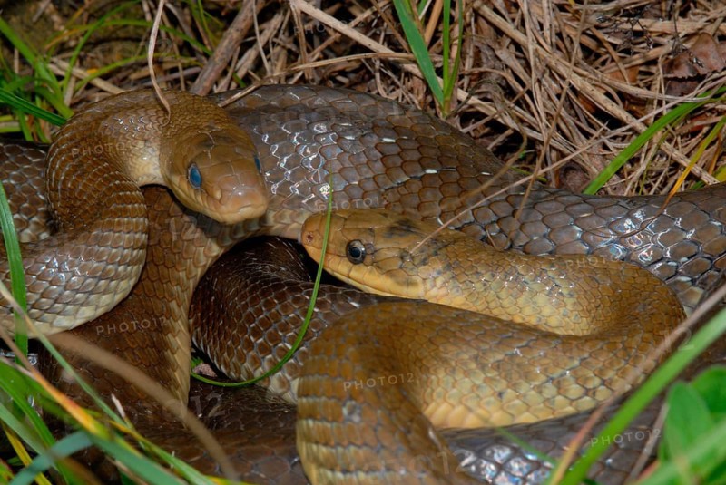 Aesculapian snake
