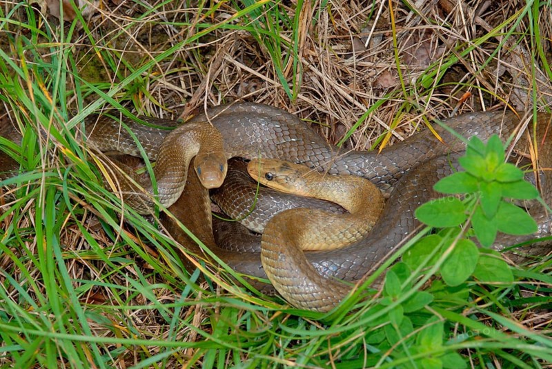 Aesculapian snake