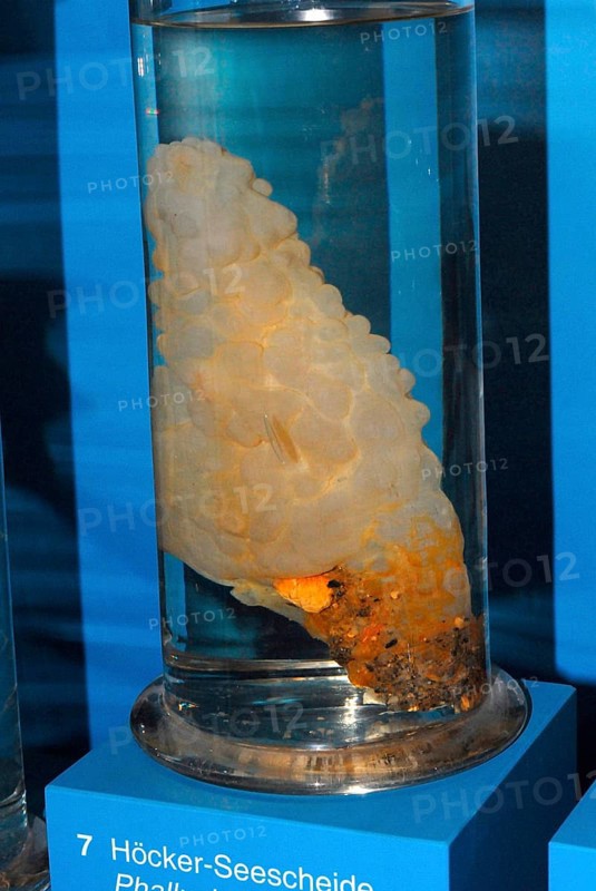 sea squirt