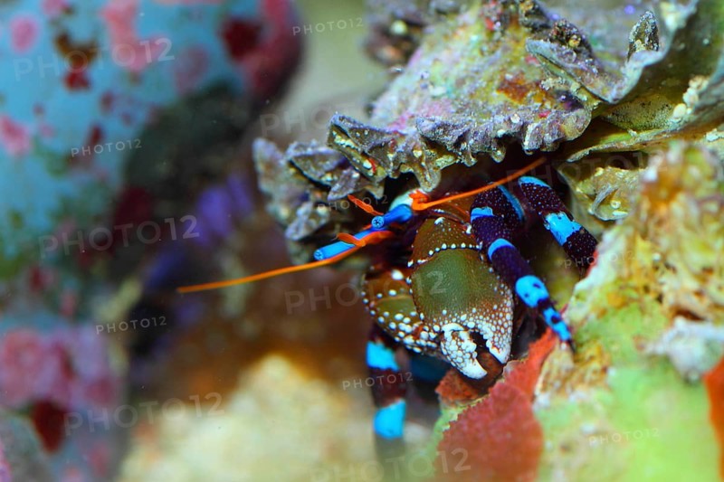 Left-handed hermit crab