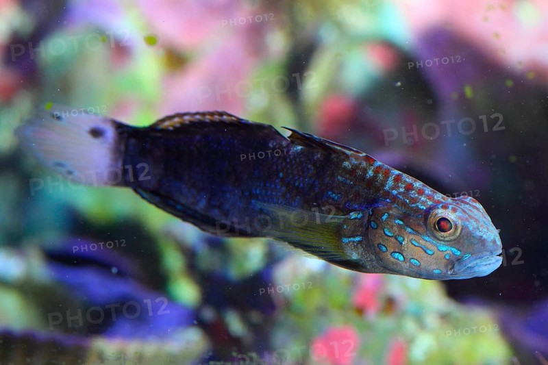Brown stripe goby