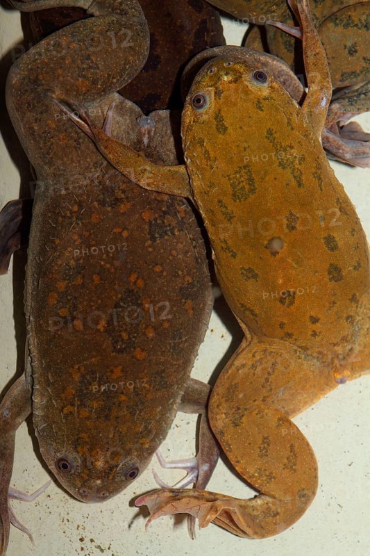 Smooth clawed frog