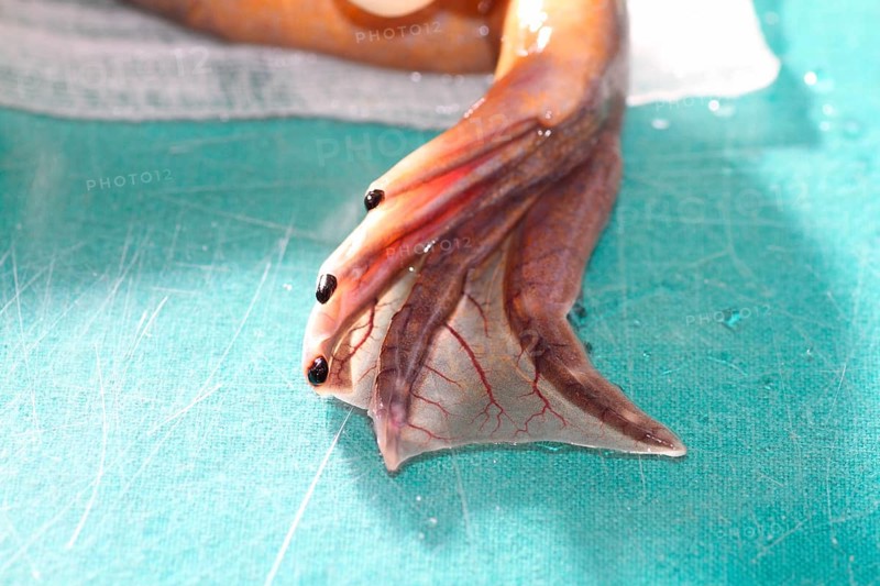 Smooth clawed frog