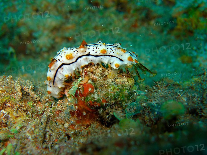 Striped sea cucumber juvenile