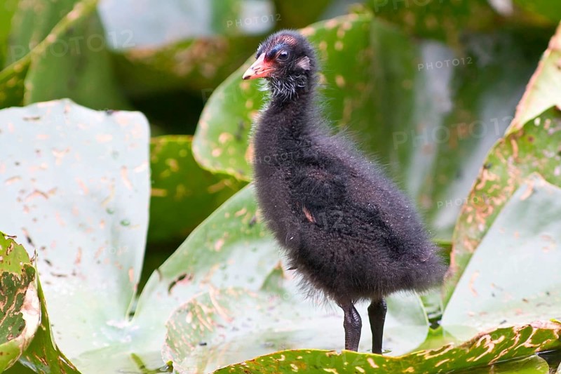 Moorhen