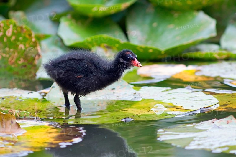 Moorhen