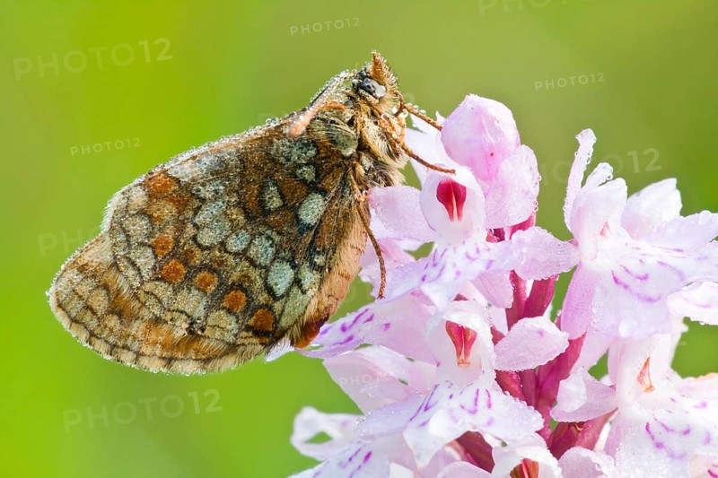 Quail Wheat Fritillary