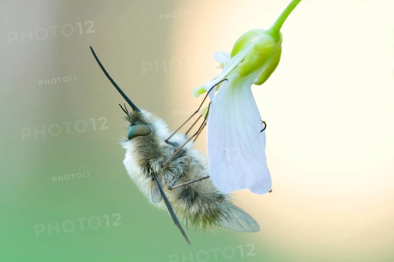Bee Fly