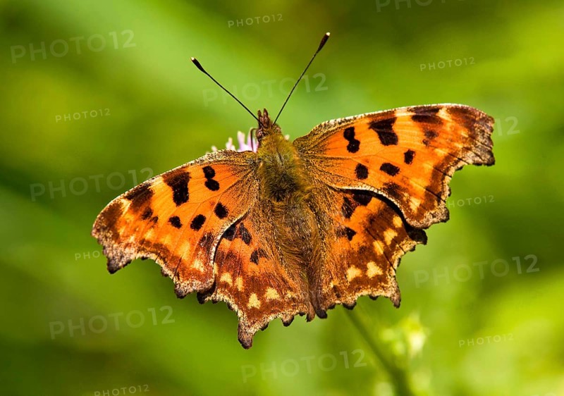 C butterfly