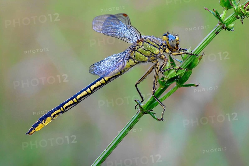 Western Dragonfly