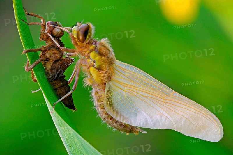 Four-spotted damselfly