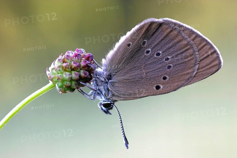 Dark meadow-headed ant-blue