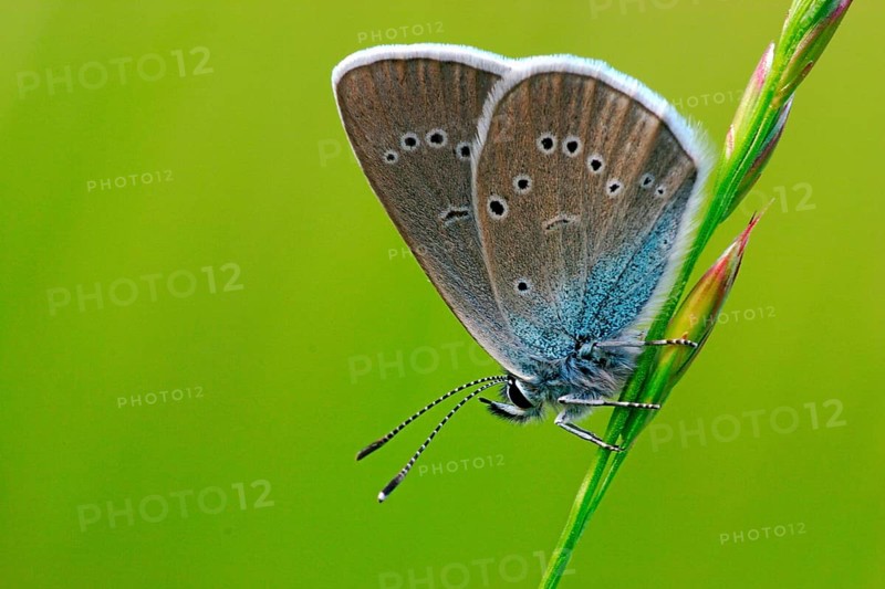 Dark meadow-headed ant-blue