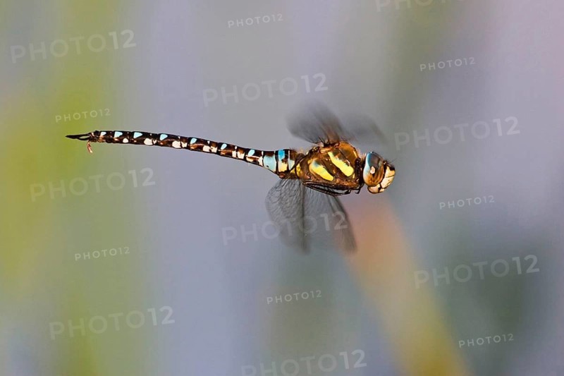 Autumn mosaic damselfly