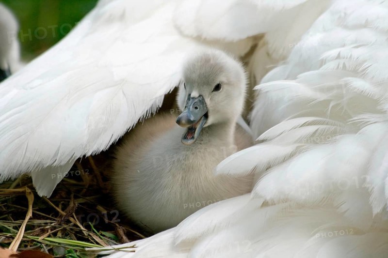 Mute swan
