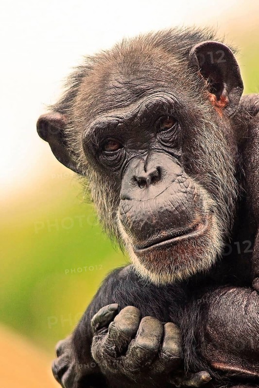 Chimpanzee