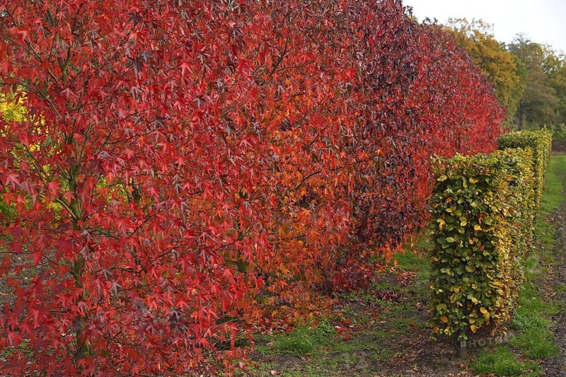 American sweetgum