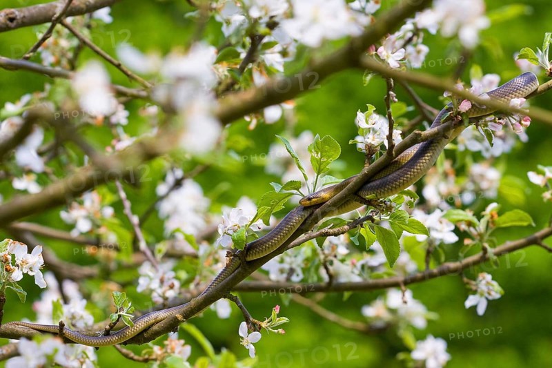 Aesculapian snake