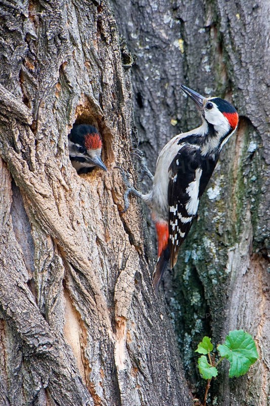 Syrian Woodpecker