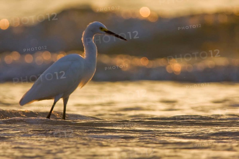 Snowy Egret