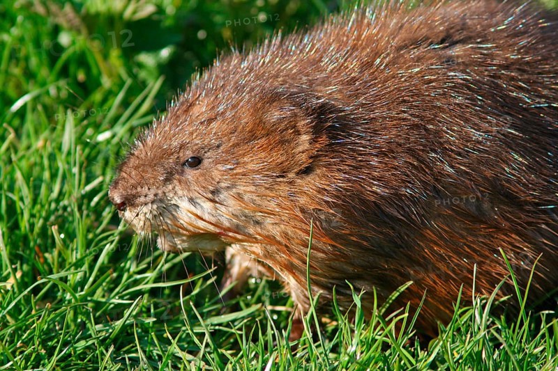 Muskrat