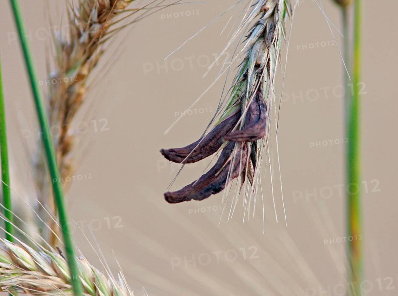 Ergot