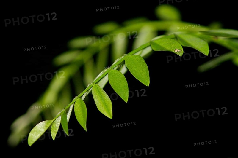 Robinia tree
