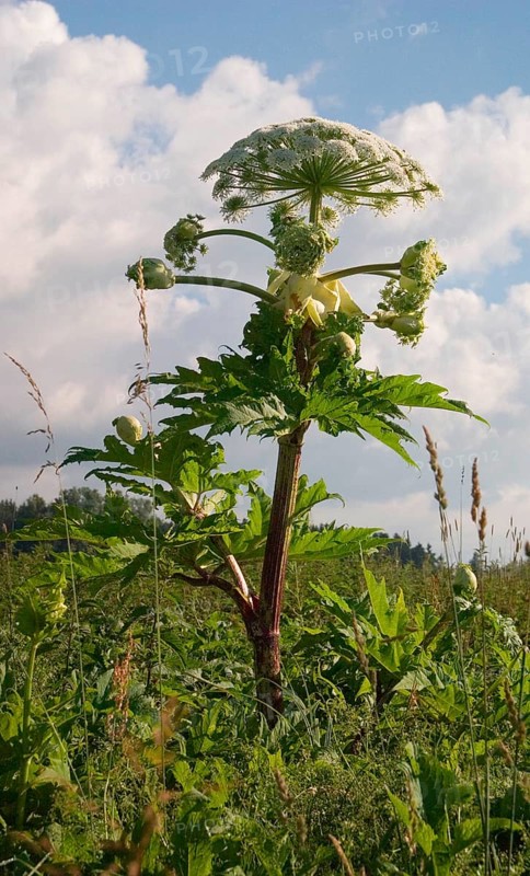 Giant hogweed