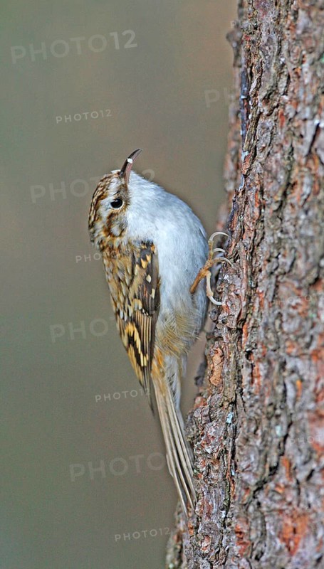 Treecreeper