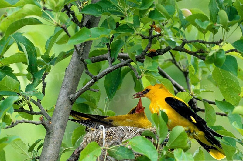 Golden orioles