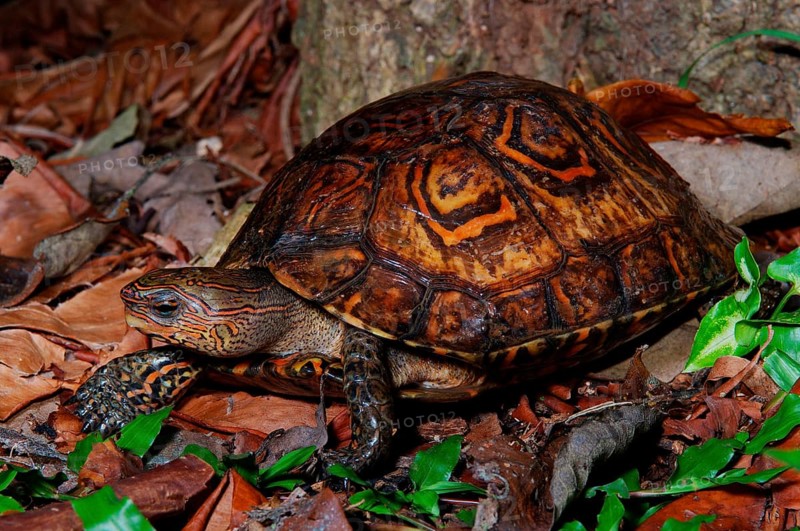 Magnificent earth turtle